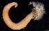  ( - BHAK716)  @11 [ ] CreativeCommons - Attribution No Derivatives (2017) Gustav Paulay Florida Museum of Natural History