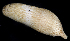  ( - BHAK-1036)  @11 [ ] CreativeCommons - Attribution No Derivatives (2017) Gustav Paulay Florida Museum of Natural History