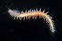  ( - BHAK1373)  @11 [ ] CreativeCommons - Attribution No Derivatives (2017) Gustav Paulay Florida Museum of Natural History
