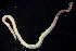  (Owenia collaris - BHAK1866)  @11 [ ] CreativeCommons - Attribution No Derivatives (2017) Gustav Paulay Florida Museum of Natural History