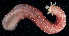  (Chiridota albatrossii - BHAK1969)  @11 [ ] CreativeCommons - Attribution No Derivatives (2017) Gustav Paulay Florida Museum of Natural History