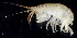  (Gnathopleustes simplex - BHAK2229)  @11 [ ] 
