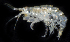  (Calliopius carinatus - BHAK2240)  @11 [ ] 