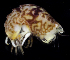  (Thorlaksonius carinatus - BHAK-2252)  @11 [ ] 