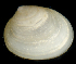  ( - BHAK2620)  @11 [ ] CreativeCommons - Attribution No Derivatives (2017) Gustav Paulay Florida Museum of Natural History