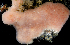  (Cystodytes lobatus - BHAK-1726)  @11 [ ] CreativeCommons - Attribution No Derivatives (2017) Gustav Paulay Florida Museum of Natural History