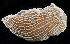  ( - BHAK2974)  @11 [ ] CreativeCommons - Attribution No Derivatives (2017) Gustav Paulay Florida Museum of Natural History