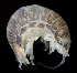  ( - BHAK2796)  @11 [ ] CreativeCommons - Attribution No Derivatives (2017) Gustav Paulay Florida Museum of Natural History