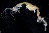  ( - BHAK2807)  @11 [ ] CreativeCommons - Attribution No Derivatives (2017) Gustav Paulay Florida Museum of Natural History
