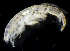 ( - BHAK2811)  @11 [ ] CreativeCommons - Attribution No Derivatives (2017) Gustav Paulay Florida Museum of Natural History