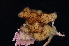  (Flustrellidra corniculata - BHAK3462_2)  @11 [ ] CreativeCommons Attribution Non-Commercial No Derivatives (2017) Gustav Paulay Florida Museum of Natural History