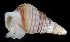  ( - BHAK-3634)  @11 [ ] CreativeCommons Attribution Non-Commercial No Derivatives (2017) Gustav Paulay Florida Museum of Natural History