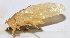  ( - Hex079)  @13 [ ] CreativeCommons - Attribution (2010) Zhi-Jun Zhou Centre for Biodiversity Genomics