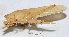  ( - Hex085)  @13 [ ] CreativeCommons - Attribution (2010) Zhi-Jun Zhou Centre for Biodiversity Genomics