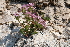  (Thymus bracteosus - BHEPS5_Bgo15)  @11 [ ] Copyright (2016) Faruk Bogunic, University of Sarajevo University of Sarajevo