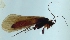  (Micropterna caesareica - 12HMCAD-037)  @11 [ ] Unspecified (default): All Rights Reserved  Unspecified Unspecified