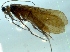  (Micropterna fissa - 12HMCAD-049)  @12 [ ] Unspecified (default): All Rights Reserved  Unspecified Unspecified