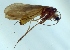  (Micropterna testacea - 12HMCAD-052)  @12 [ ] Unspecified (default): All Rights Reserved  Unspecified Unspecified