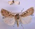  (Euxoa basigramma - BGE_00149_E12)  @11 [ ] CreativeCommons  Attribution Non-Commercial (by-nc) (2024) Unspecified Hungarian Natural History Museum