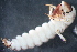  ( - 16-SWRC-0388)  @11 [ ] CreativeCommons - Attribution (2010) Stroud Water Research Center (SWRC) Stroud Water Research Center (SWRC)