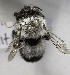  (Megachile CHL11 - B03750D07-CHL)  @14 [ ] CreativeCommons - Attribution Non-Commercial Share-Alike (2010) Unspecified York University