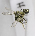  (Caenohalictus CHL03 - B03750H09-CHL)  @11 [ ] CreativeCommons - Attribution Non-Commercial Share-Alike (2010) Unspecified York University
