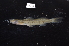  (Chasmocranus peruanus - CHON505)  @11 [ ] by-nc-sa (2025) Nicolas Hubert IRD