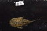  (Chaetostoma breve - CHON756)  @11 [ ] by-nc-sa (2025) Nicolas Hubert IRD