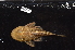  (Chaetostoma microps - CHON810)  @11 [ ] by-nc-sa (2025) Nicolas Hubert IRD