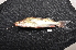  (Pimelodella maculatus - CHON957)  @11 [ ] by-nc-sa (2025) Nicolas Hubert IRD