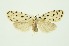  (Aemene guttulosana - RMNH.INS.1092077)  @11 [ ] CreativeCommons Attribution Non-Commercial Share-Alike (2022) Unspecified Naturalis Biodiversity Center