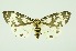  (Callindra nepos - RMNH.INS.1092175)  @11 [ ] CreativeCommons Attribution Non-Commercial Share-Alike (2022) Unspecified Naturalis Biodiversity Center