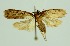 ( - RMNH.INS.1295691)  @11 [ ] CreativeCommons Attribution Non-Commercial Share-Alike (2022) Unspecified Naturalis Biodiversity Center