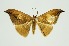  (Agnidra vinacea - RMNH.INS.1295700)  @11 [ ] CreativeCommons Attribution Non-Commercial Share-Alike (2022) Unspecified Naturalis Biodiversity Center