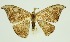  (Agnidra - RMNH.INS.1295702)  @11 [ ] CreativeCommons Attribution Non-Commercial Share-Alike (2022) Unspecified Naturalis Biodiversity Center
