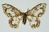  (Auzatellodes - RMNH.INS.1295703)  @11 [ ] CreativeCommons Attribution Non-Commercial Share-Alike (2022) Unspecified Naturalis Biodiversity Center