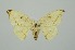  (Callidrepana gemina - RMNH.INS.1295704)  @11 [ ] CreativeCommons Attribution Non-Commercial Share-Alike (2022) Unspecified Naturalis Biodiversity Center