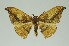  (Canucha duplexa - RMNH.INS.1295706)  @11 [ ] CreativeCommons Attribution Non-Commercial Share-Alike (2022) Unspecified Naturalis Biodiversity Center