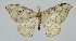  (Drepana dispilata - RMNH.INS.1295709)  @11 [ ] CreativeCommons Attribution Non-Commercial Share-Alike (2022) Unspecified Naturalis Biodiversity Center