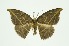  ( - RMNH.INS.1295714)  @11 [ ] CreativeCommons Attribution Non-Commercial Share-Alike (2022) Unspecified Naturalis Biodiversity Center