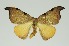  (Nordstromia bicostata - RMNH.INS.1295716)  @11 [ ] CreativeCommons Attribution Non-Commercial Share-Alike (2022) Unspecified Naturalis Biodiversity Center