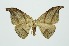  (Nordstromia lilacina - RMNH.INS.1295717)  @11 [ ] CreativeCommons Attribution Non-Commercial Share-Alike (2022) Unspecified Naturalis Biodiversity Center