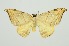  (Nordstromia vira - RMNH.INS.1295718)  @11 [ ] CreativeCommons Attribution Non-Commercial Share-Alike (2022) Unspecified Naturalis Biodiversity Center
