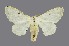  ( - RMNH.INS.1295786)  @11 [ ] CreativeCommons Attribution Non-Commercial Share-Alike (2022) Unspecified Naturalis Biodiversity Center