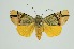  ( - RMNH.INS.1295813)  @11 [ ] CreativeCommons Attribution Non-Commercial Share-Alike (2022) Unspecified Naturalis Biodiversity Center