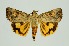  (Hypocala rostrata - RMNH.INS.1295815)  @11 [ ] CreativeCommons Attribution Non-Commercial Share-Alike (2022) Unspecified Naturalis Biodiversity Center