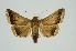  ( - RMNH.INS.1295830)  @11 [ ] CreativeCommons Attribution Non-Commercial Share-Alike (2022) Unspecified Naturalis Biodiversity Center