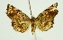  (Pangrapta albistigma - RMNH.INS.1295847)  @11 [ ] CreativeCommons Attribution Non-Commercial Share-Alike (2022) Unspecified Naturalis Biodiversity Center