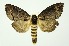  (Phalera cossoides - RMNH.INS.1295863)  @11 [ ] CreativeCommons Attribution Non-Commercial Share-Alike (2022) Unspecified Naturalis Biodiversity Center