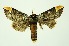 (Phalera goniophora - RMNH.INS.1295864)  @11 [ ] CreativeCommons Attribution Non-Commercial Share-Alike (2022) Unspecified Naturalis Biodiversity Center